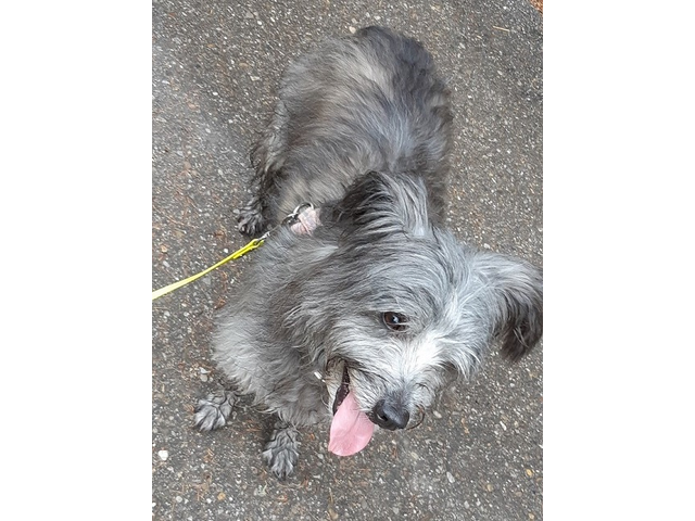 Hundetreffen 2019 im Allgäu (15)